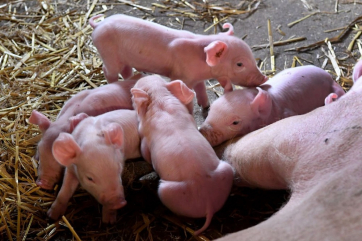 Российские учёные создали новую вакцину от классической чумы свиней
